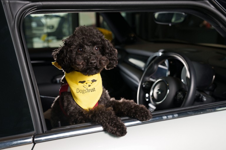 Dog inside MINI Car Image 2