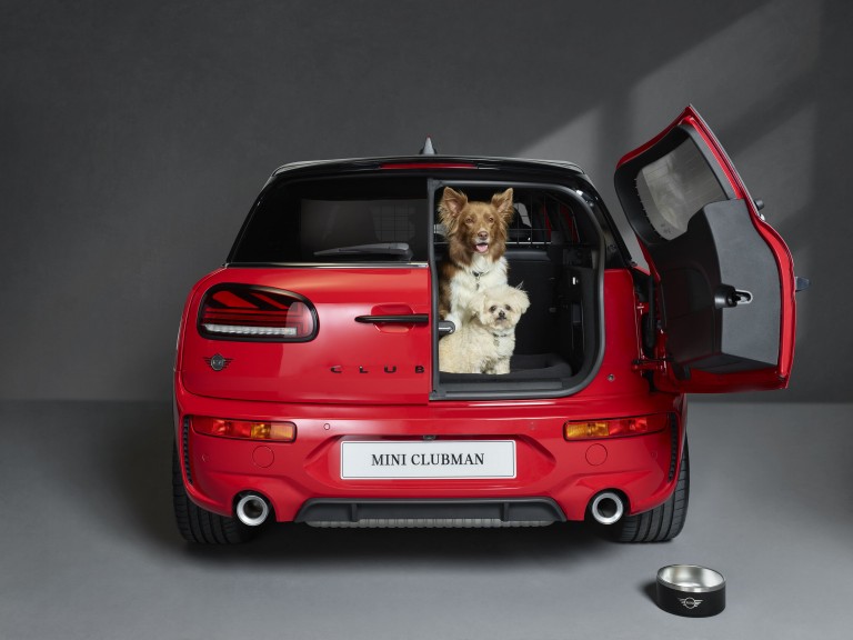 Dogs in boot