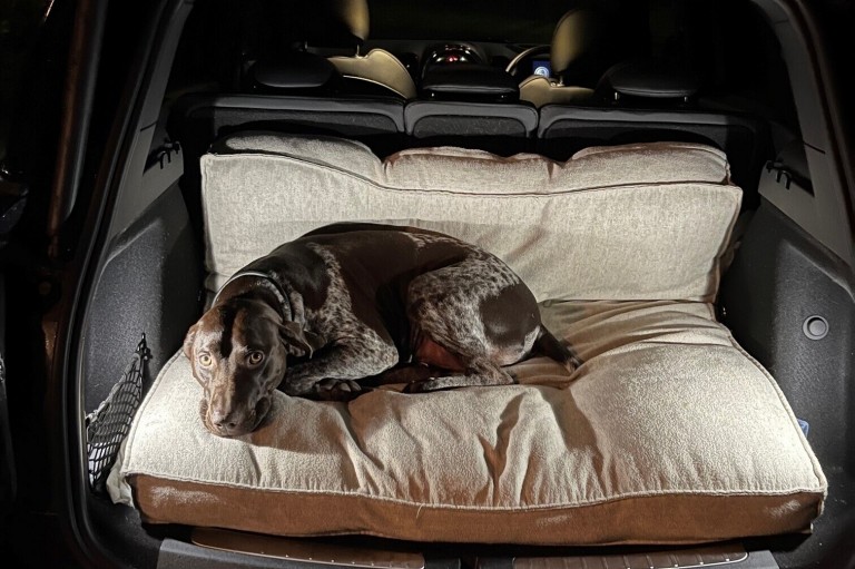 Dog lying on boot cusion